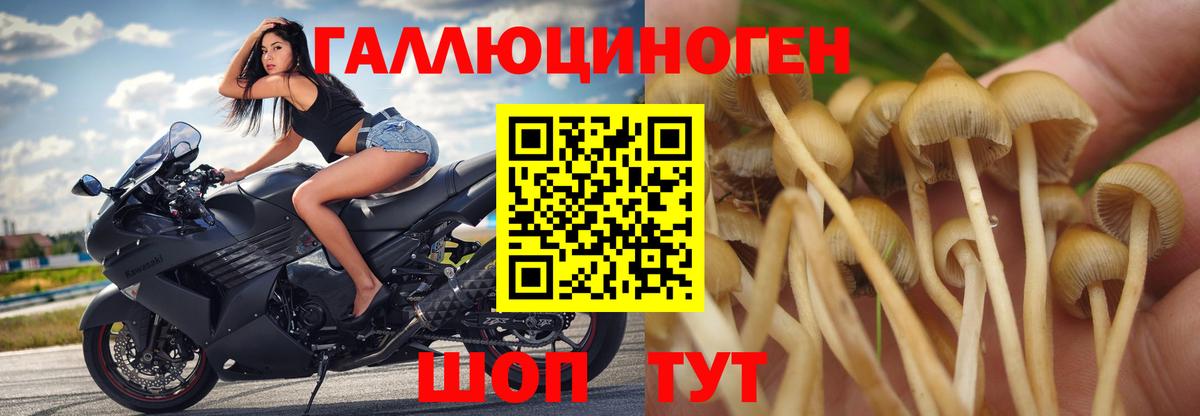 как найти закладки  Псилоцибиновые грибы мицелий  Воронеж  Вход с VPN  Псилоцибиновые грибы прущие грибы 